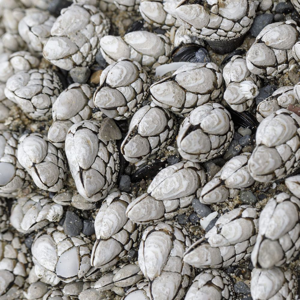 Coprolite9000