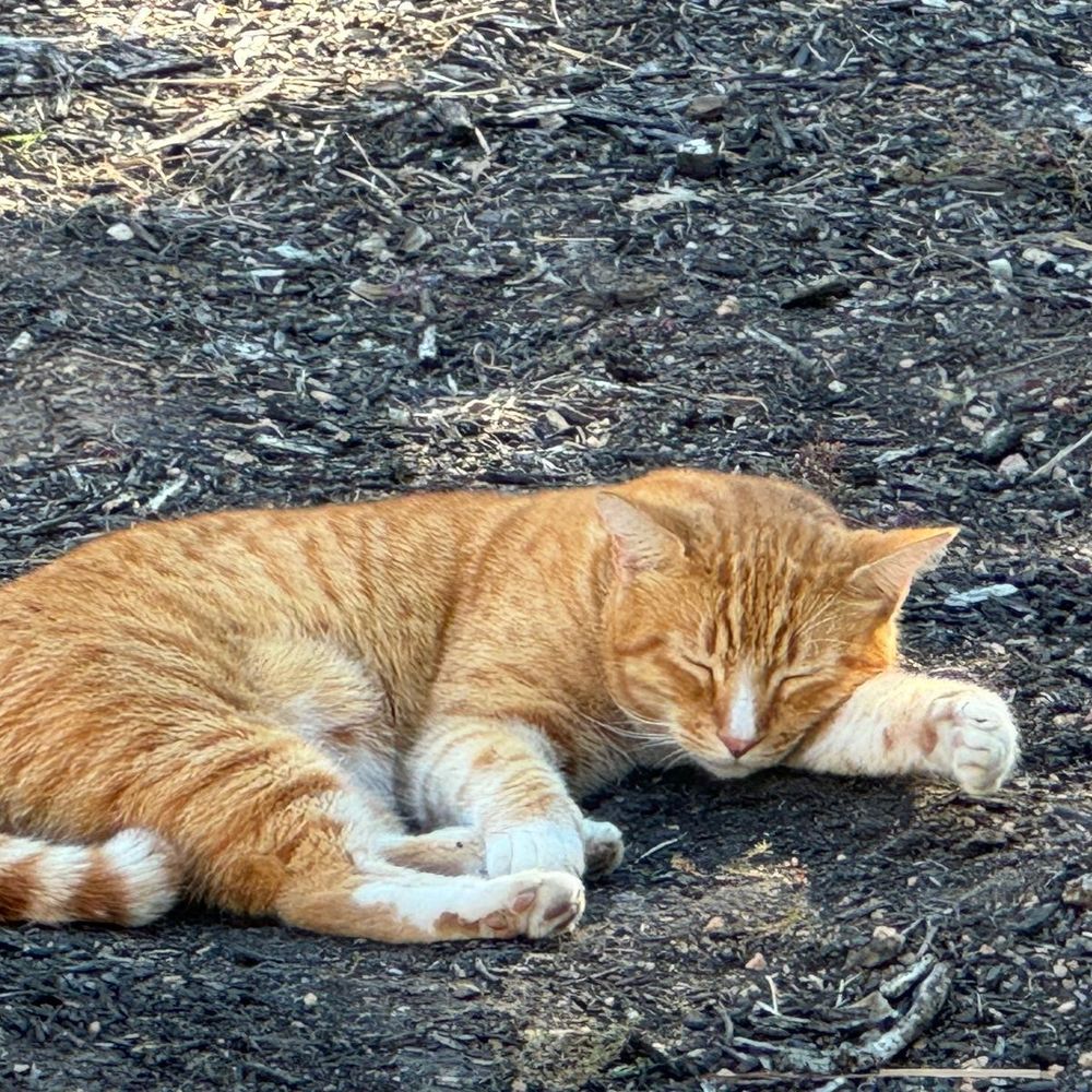 chat de la démocratie
