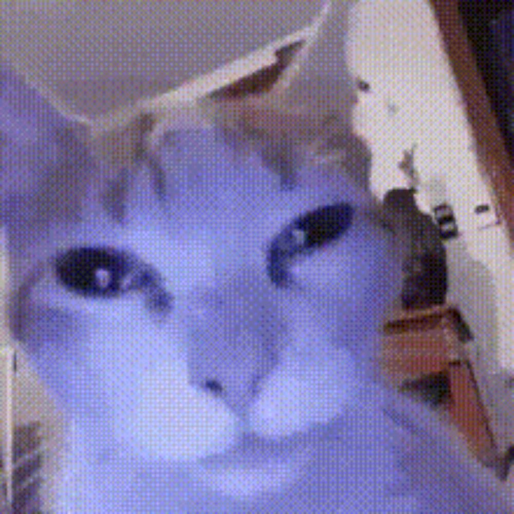 Partycat