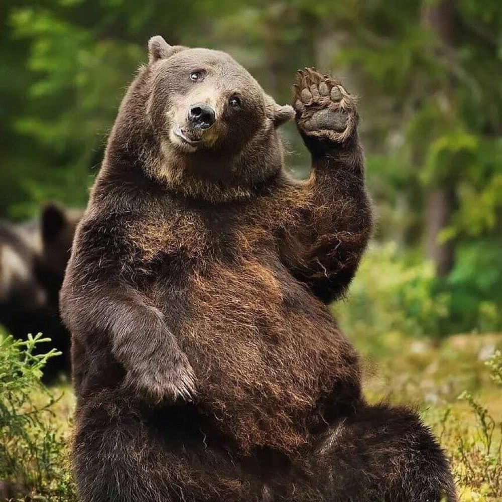 T Bear
