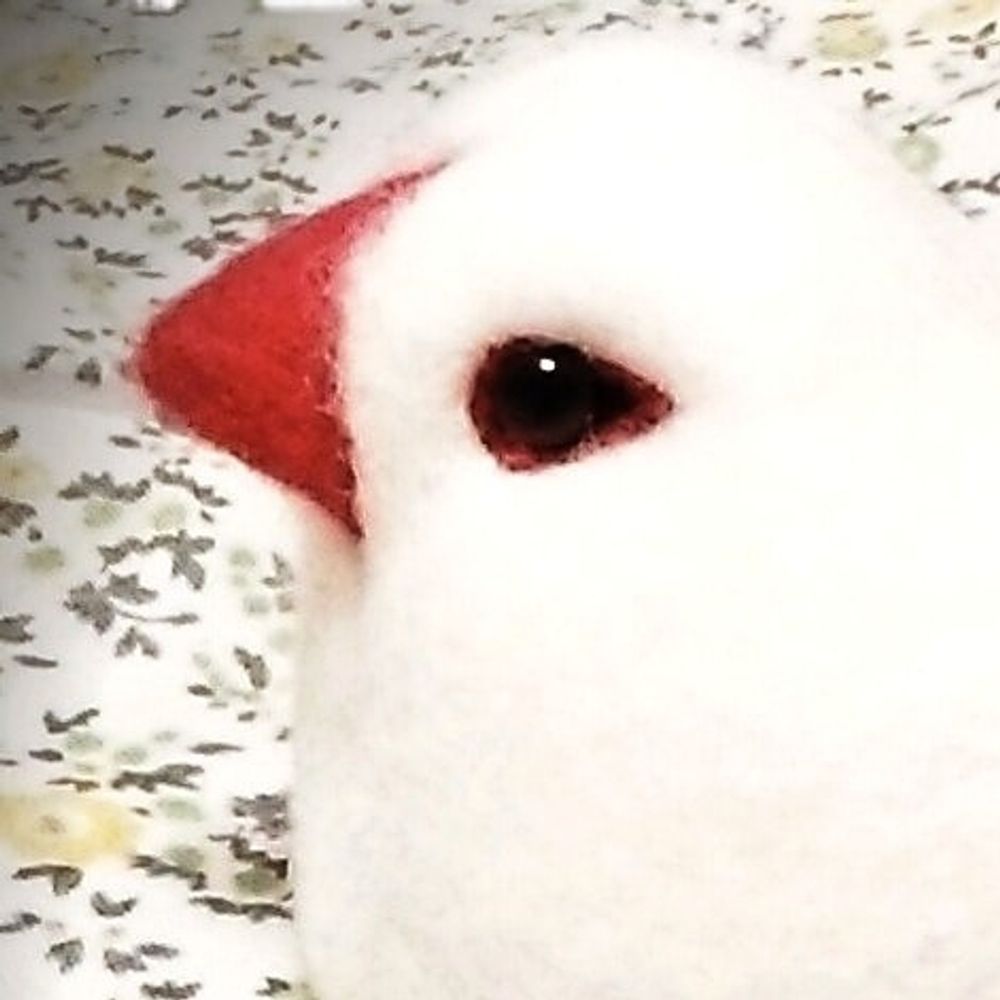 nachi＠鳥とか鳥とか鳥