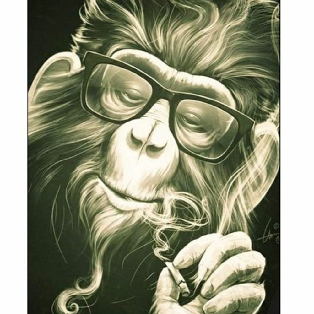 cool macaco