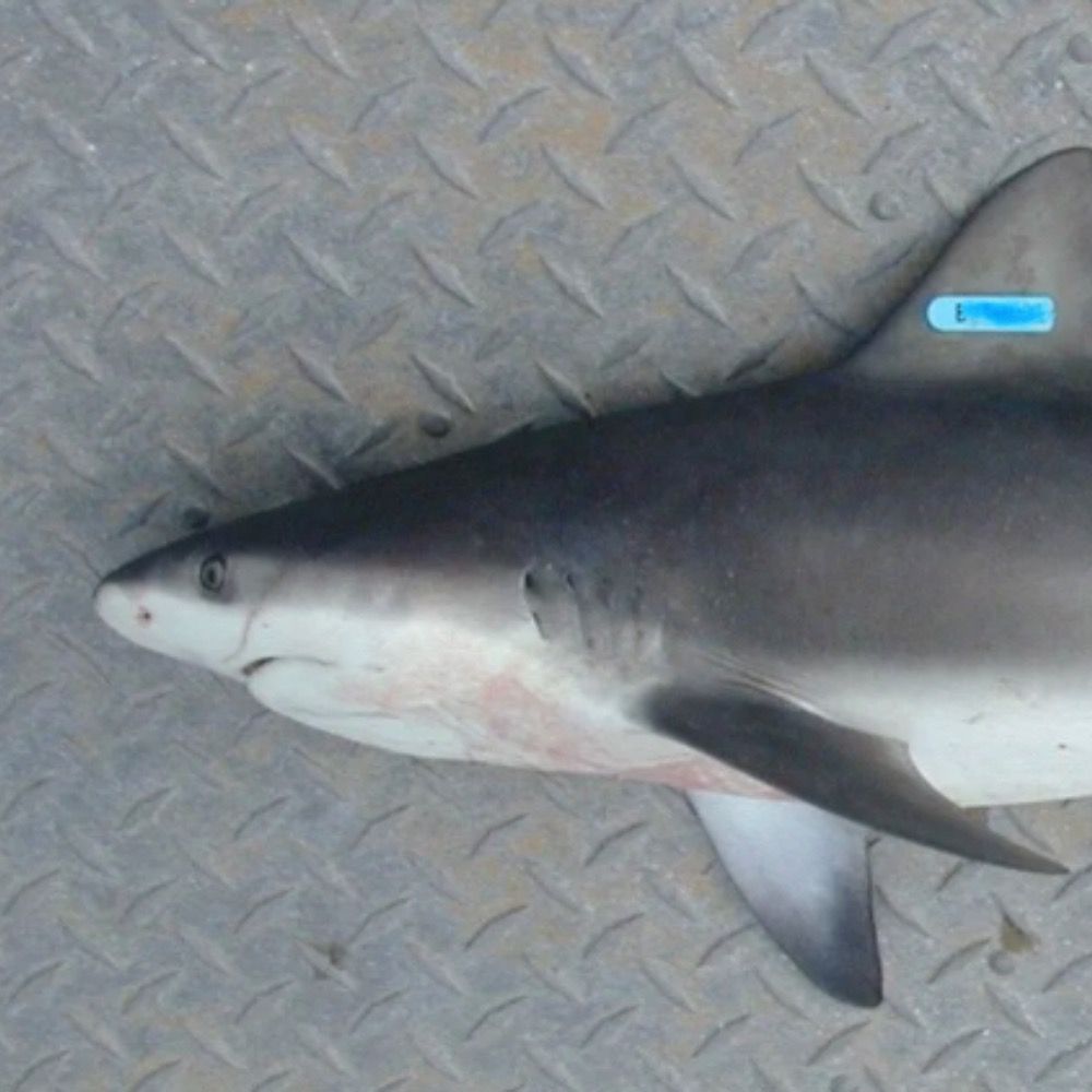 SharkScience