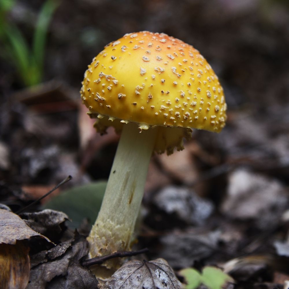 intothewoods218