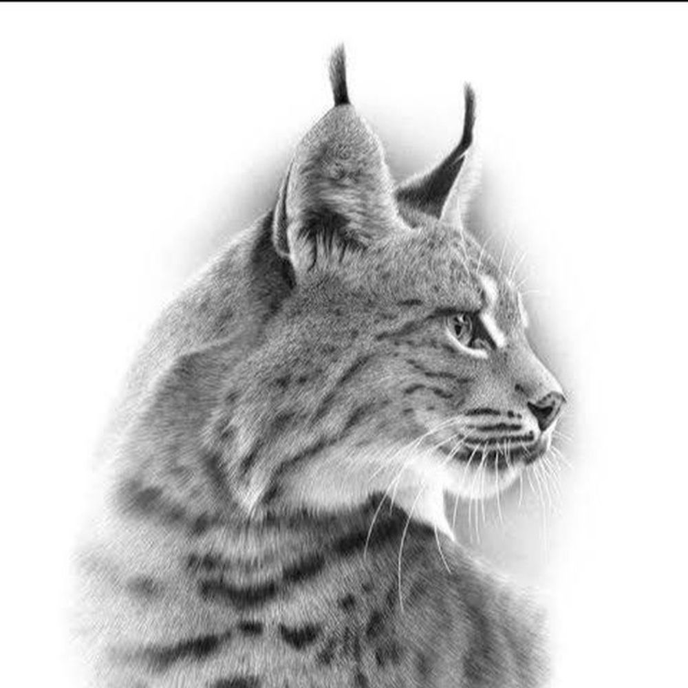 Lynx