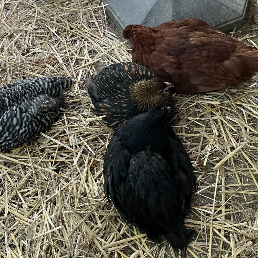 Chicken Meditation