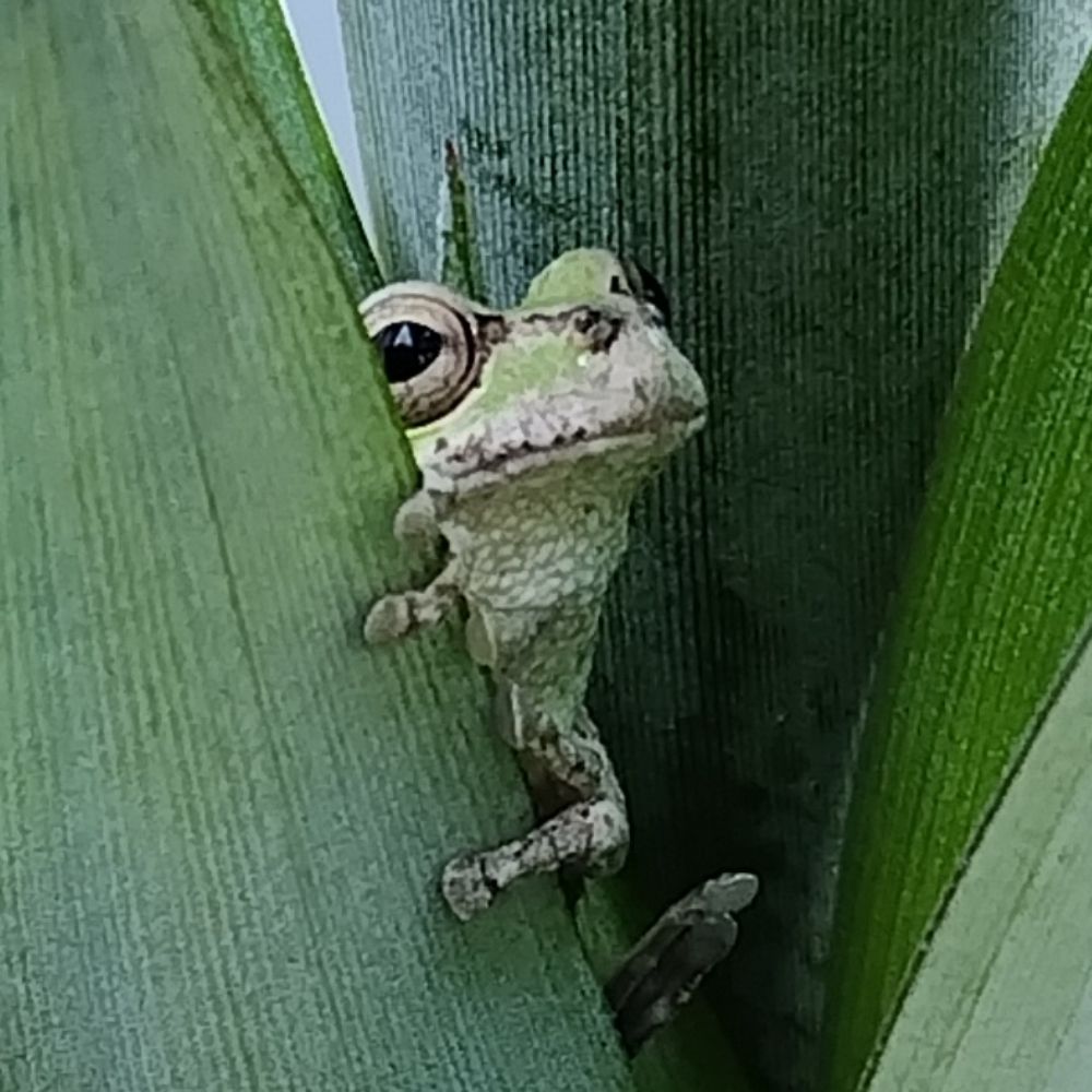 はざや