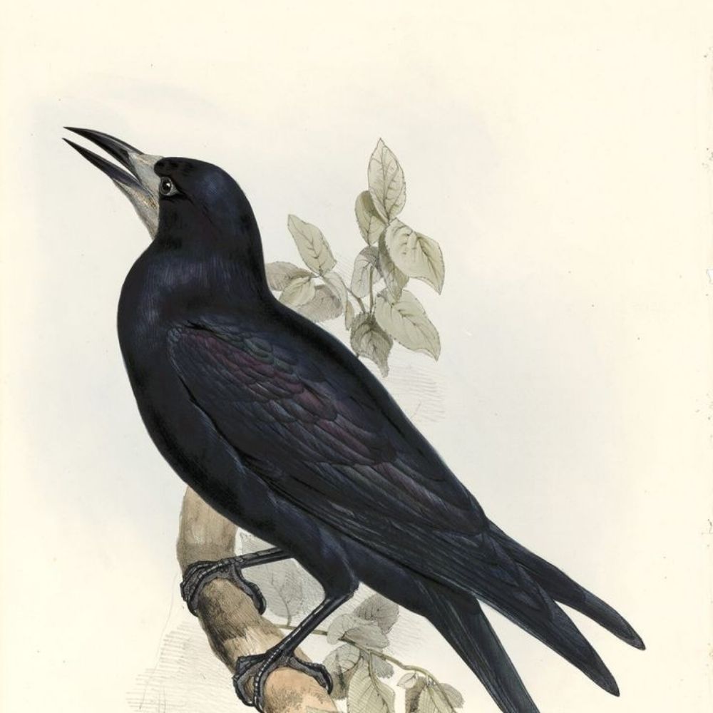 Grimnrook