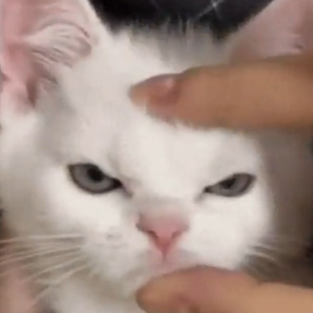 Not a Cat.
