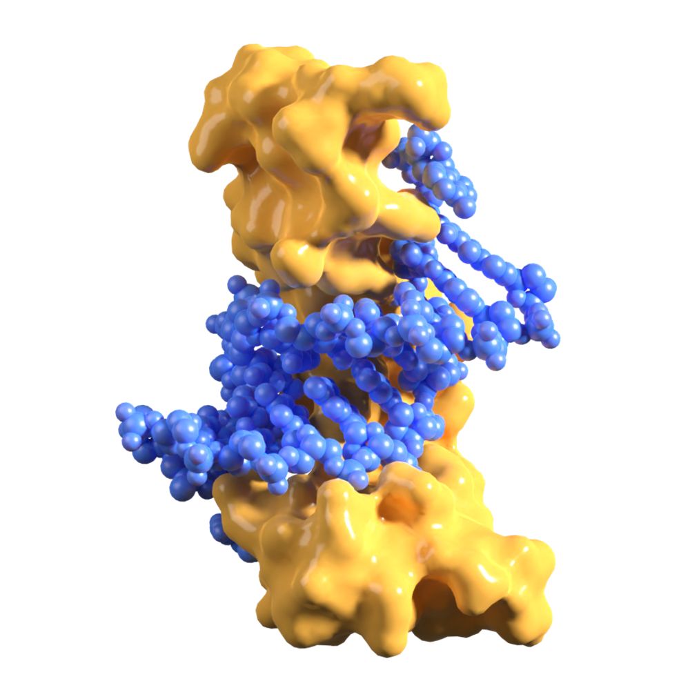 Otago Biochemistry