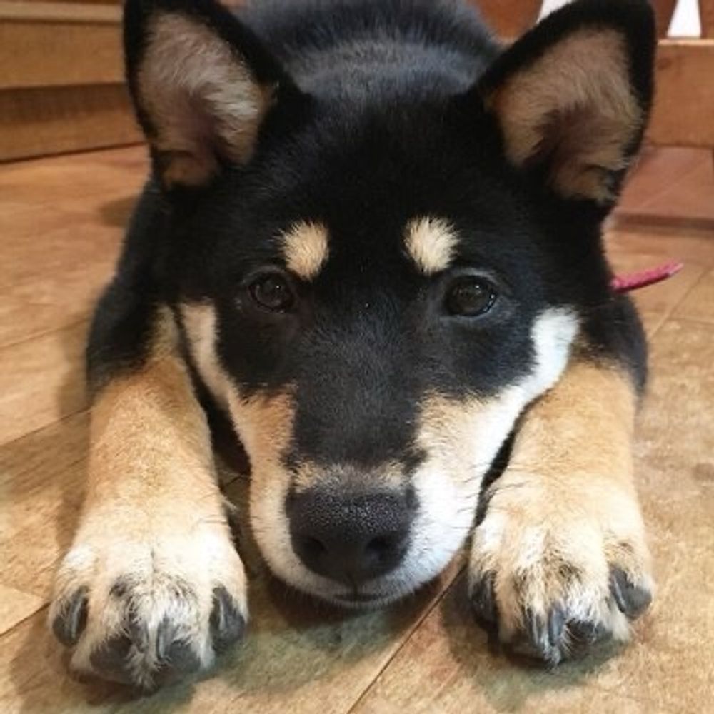 武蔵照陽荘@柴犬専門犬舎