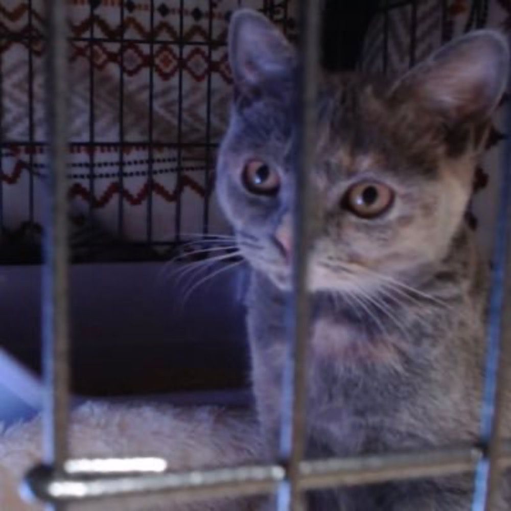 ミニマリストねこ
