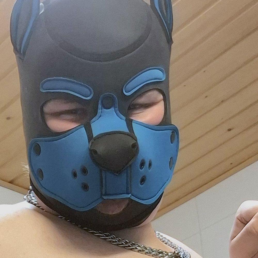Pup Kumo