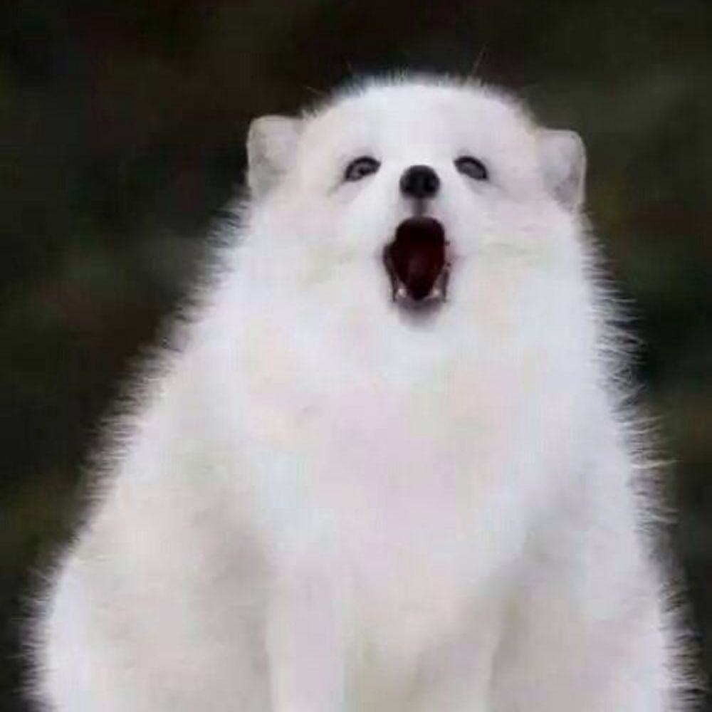 ʕ•̫͡•ʔ