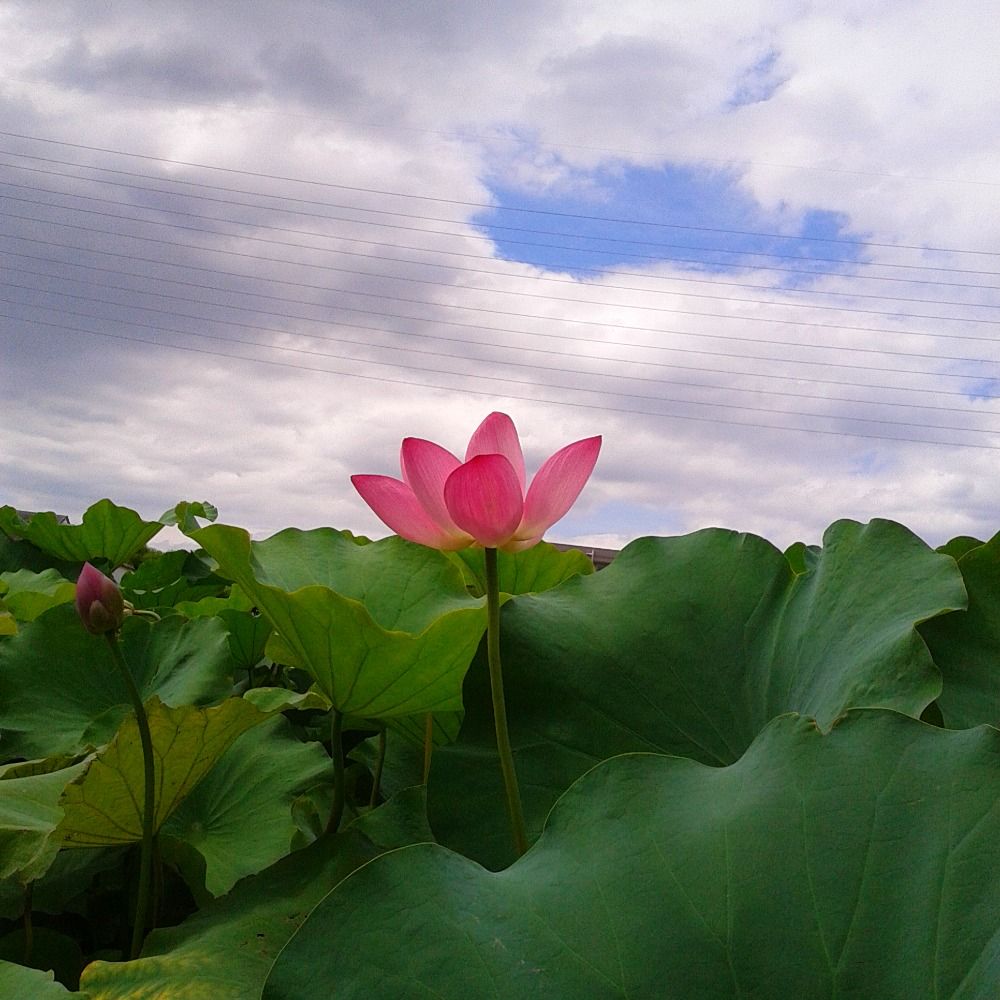 日和山ひよのすけ