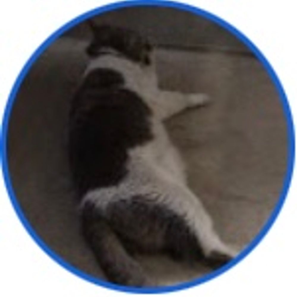 猫ねっこ