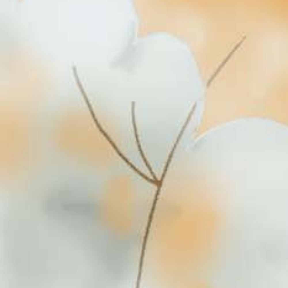 OpenDaddy