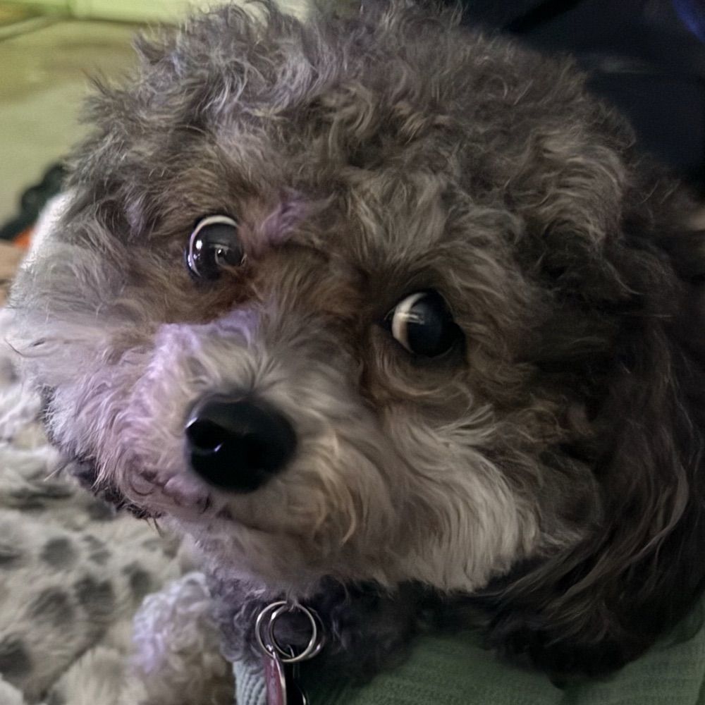 MORTY