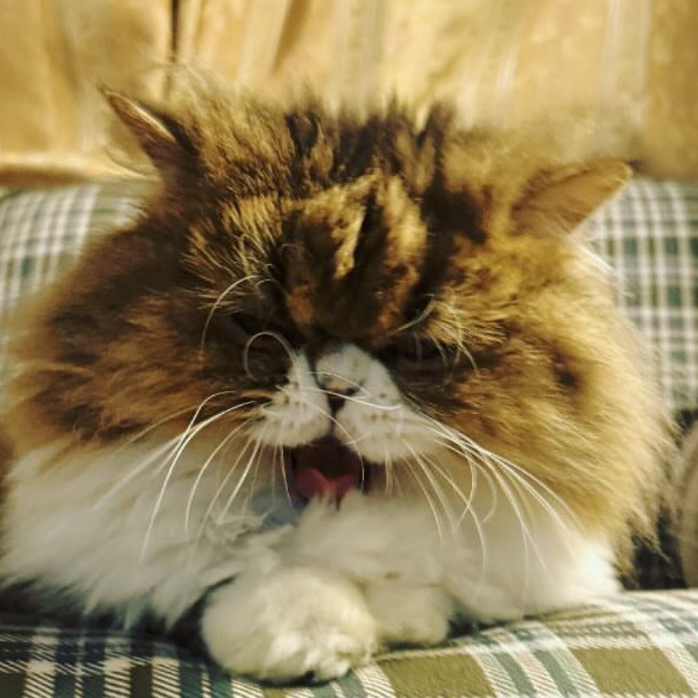 ネハンヌ