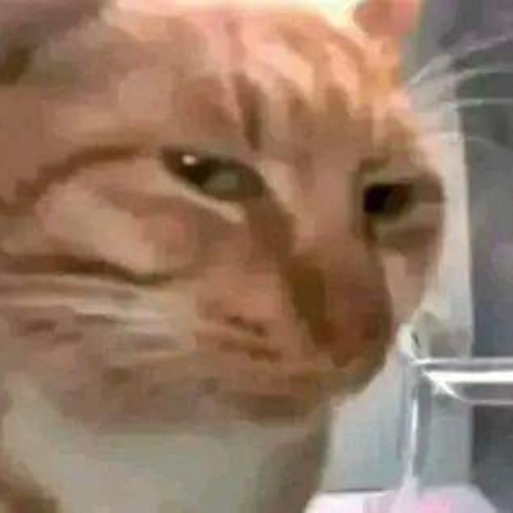 Alien d gato