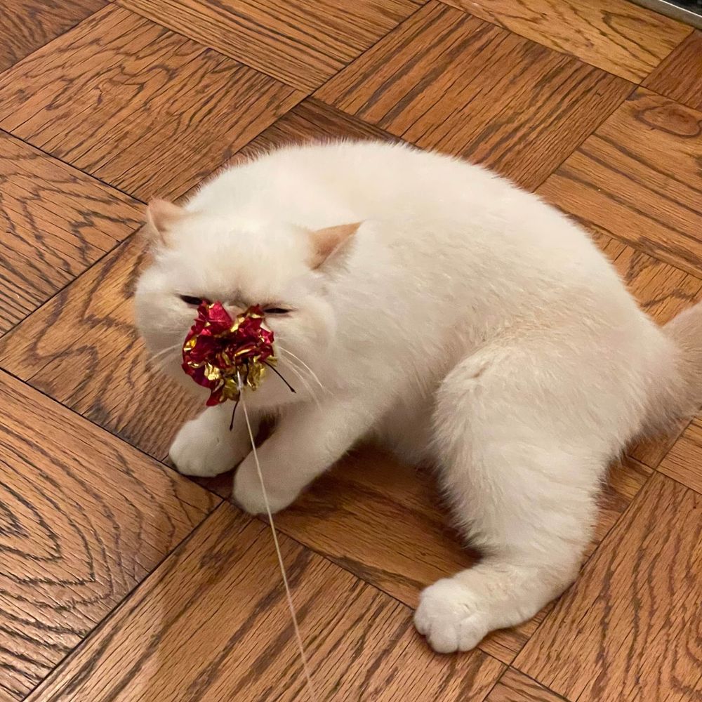 Mr. Whiskerson