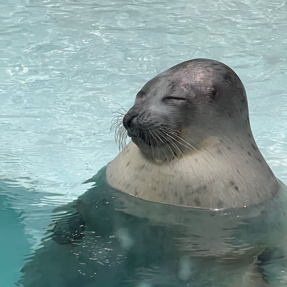 ぽーさんは忘れられない太陽をつかまえたい