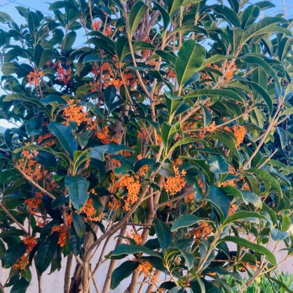 小柳