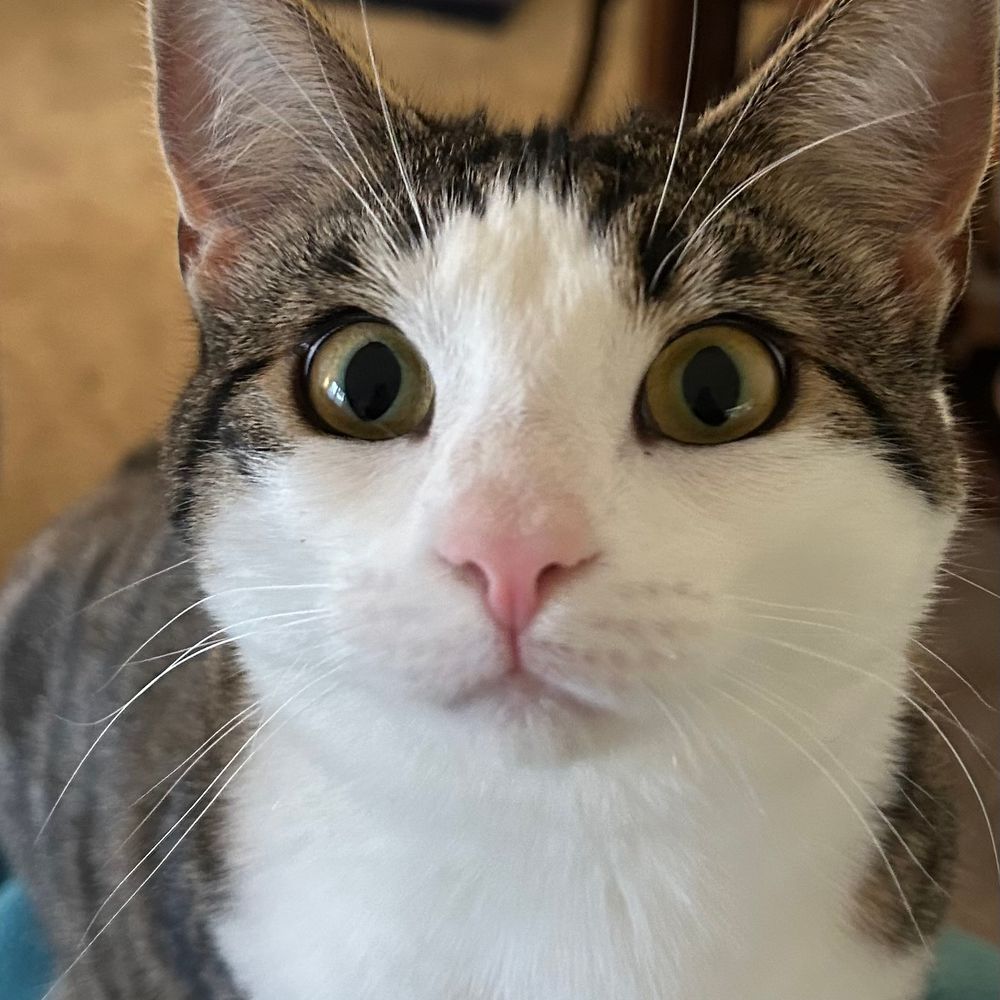 Nipsy 