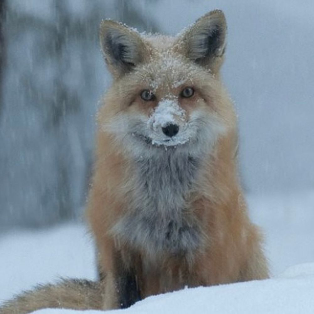 MysteryFox