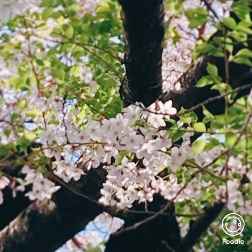 蜜柑桜