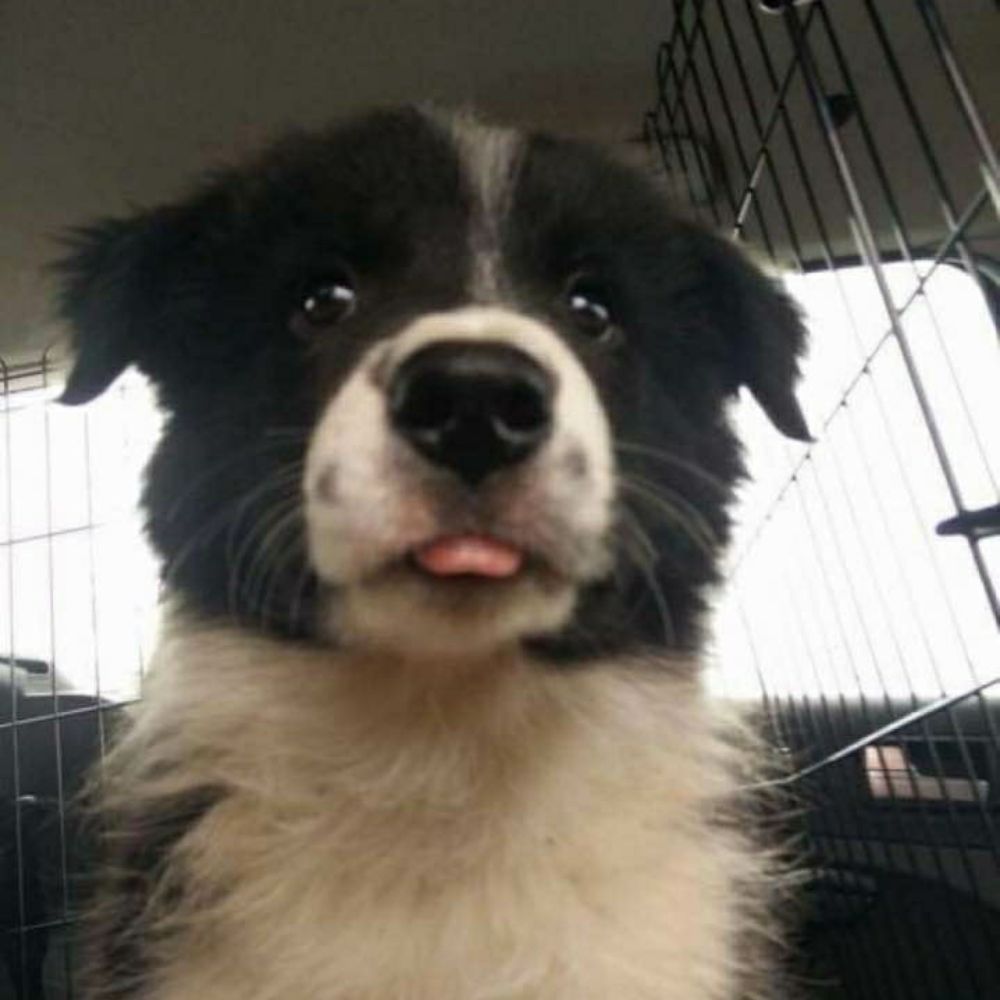 Paprika 🐶
