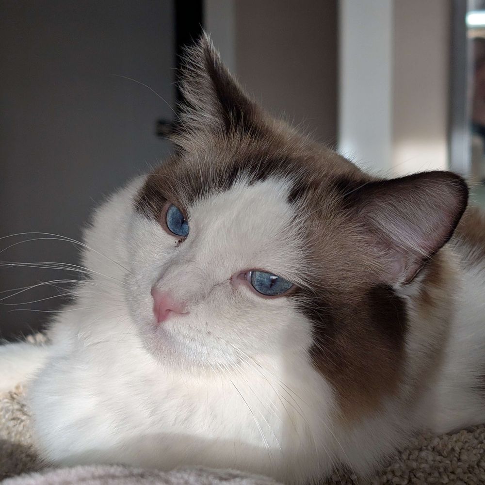 Percy Watches 🐱👀