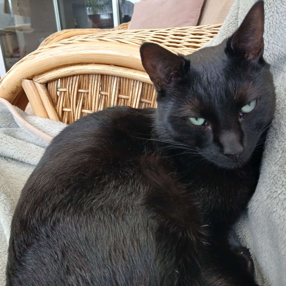 Bertie Tripod