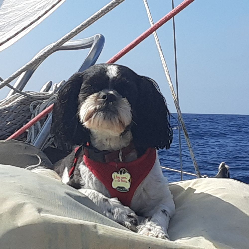 3-Legged Boat Dog