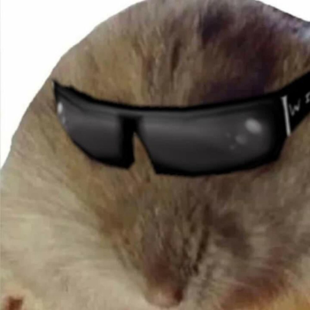 Rat