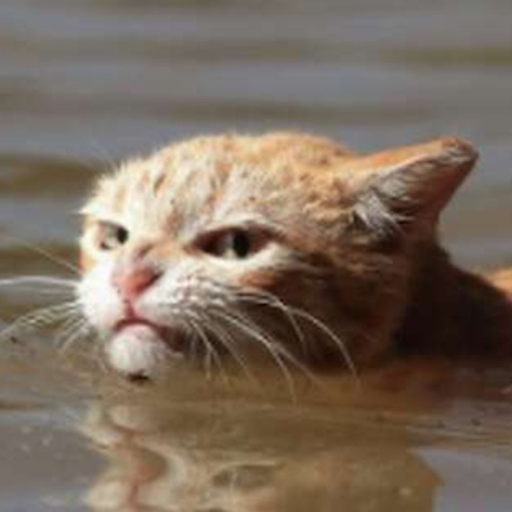 Felis