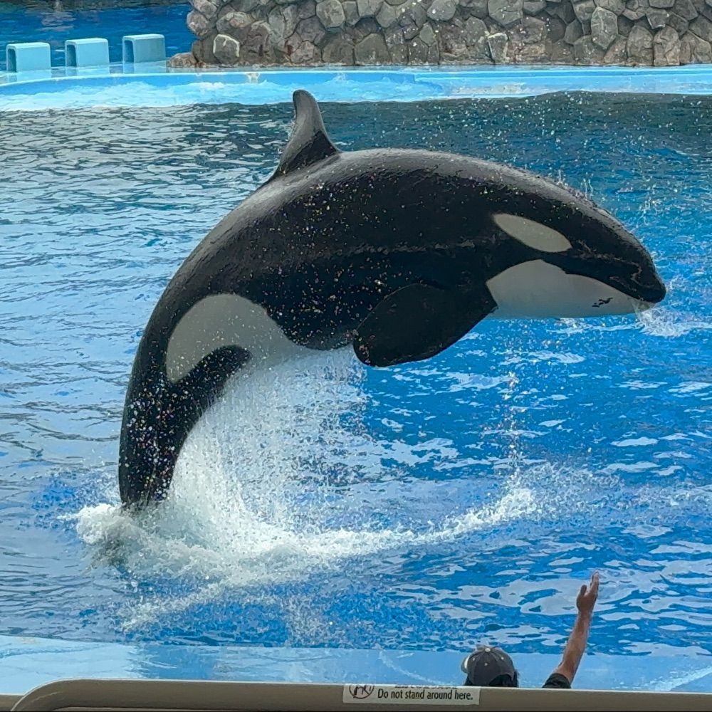 みじゅちゃ