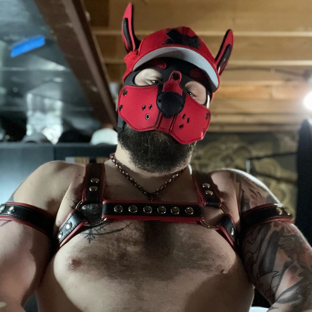 Pup Bear - VERS Era's avatar