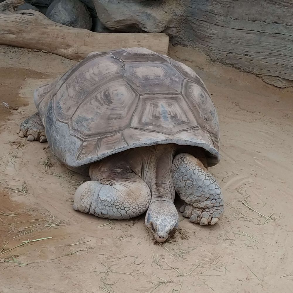 ちゃちゃno