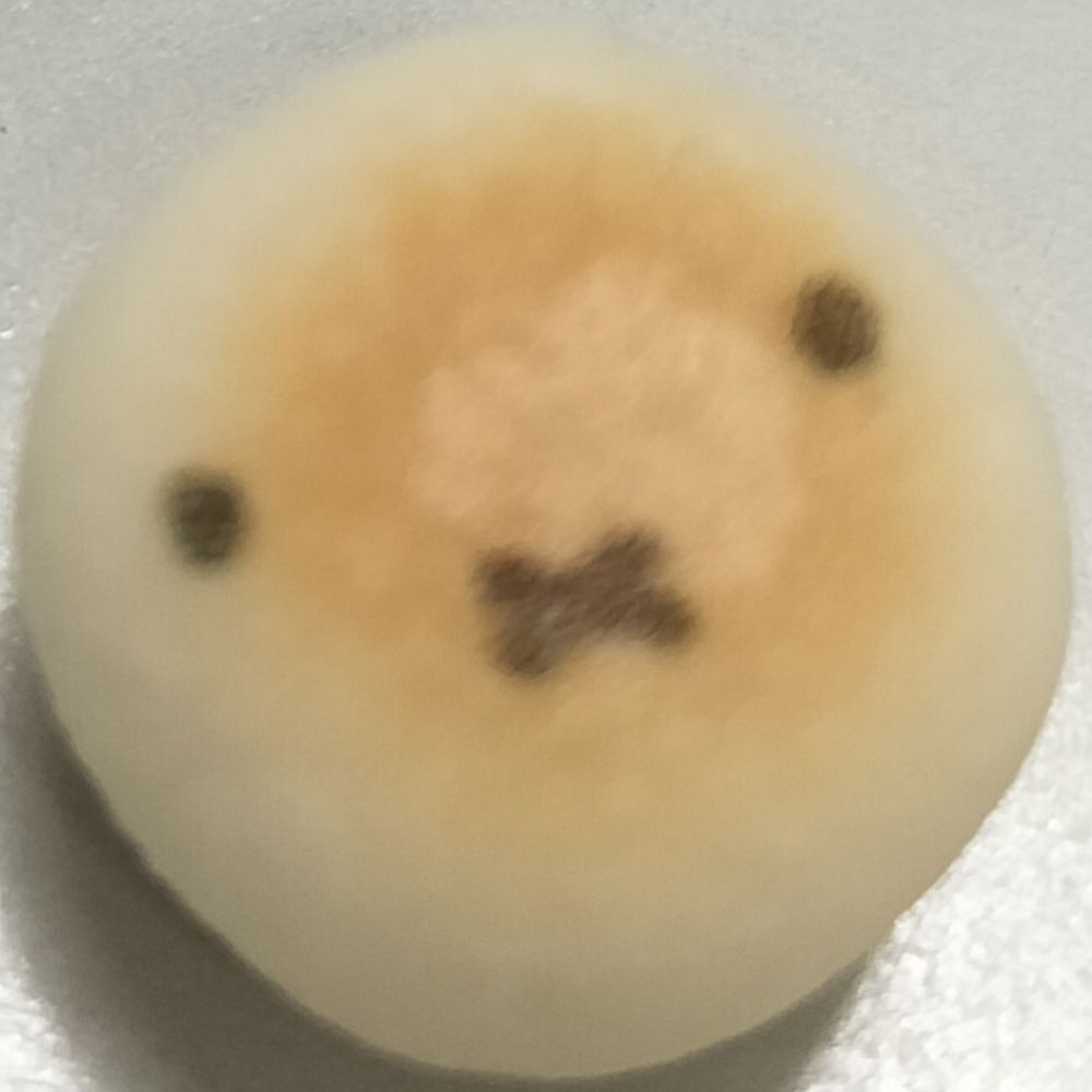 ふるどのしんた