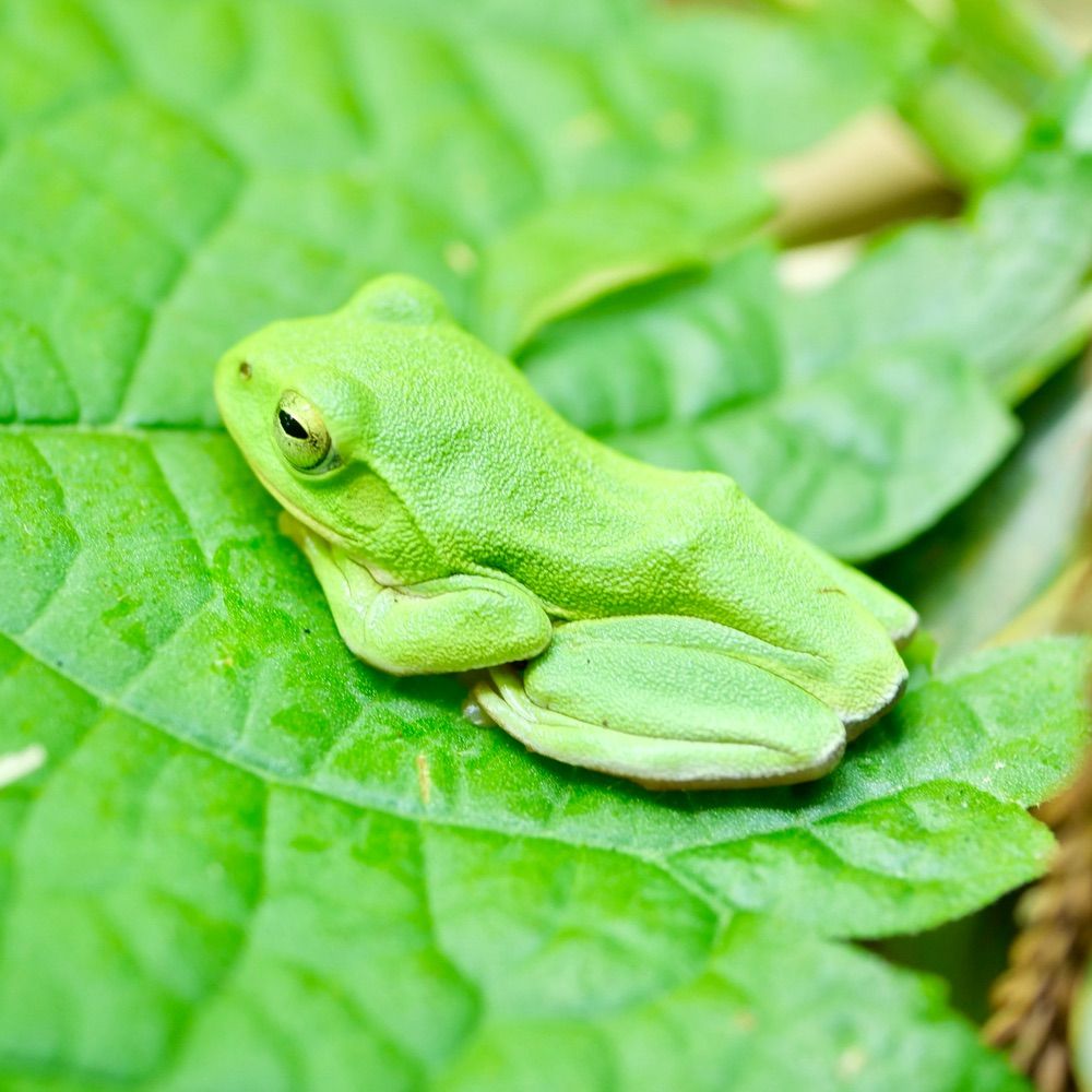 ふ菌