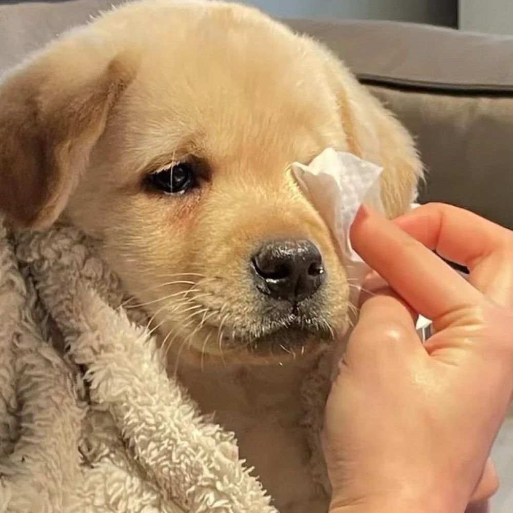 犬系男一定贏