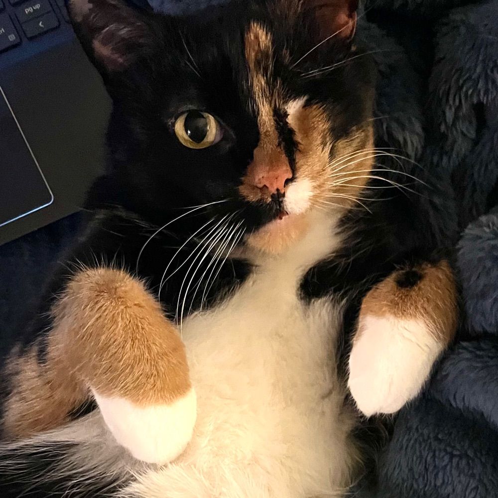 amy