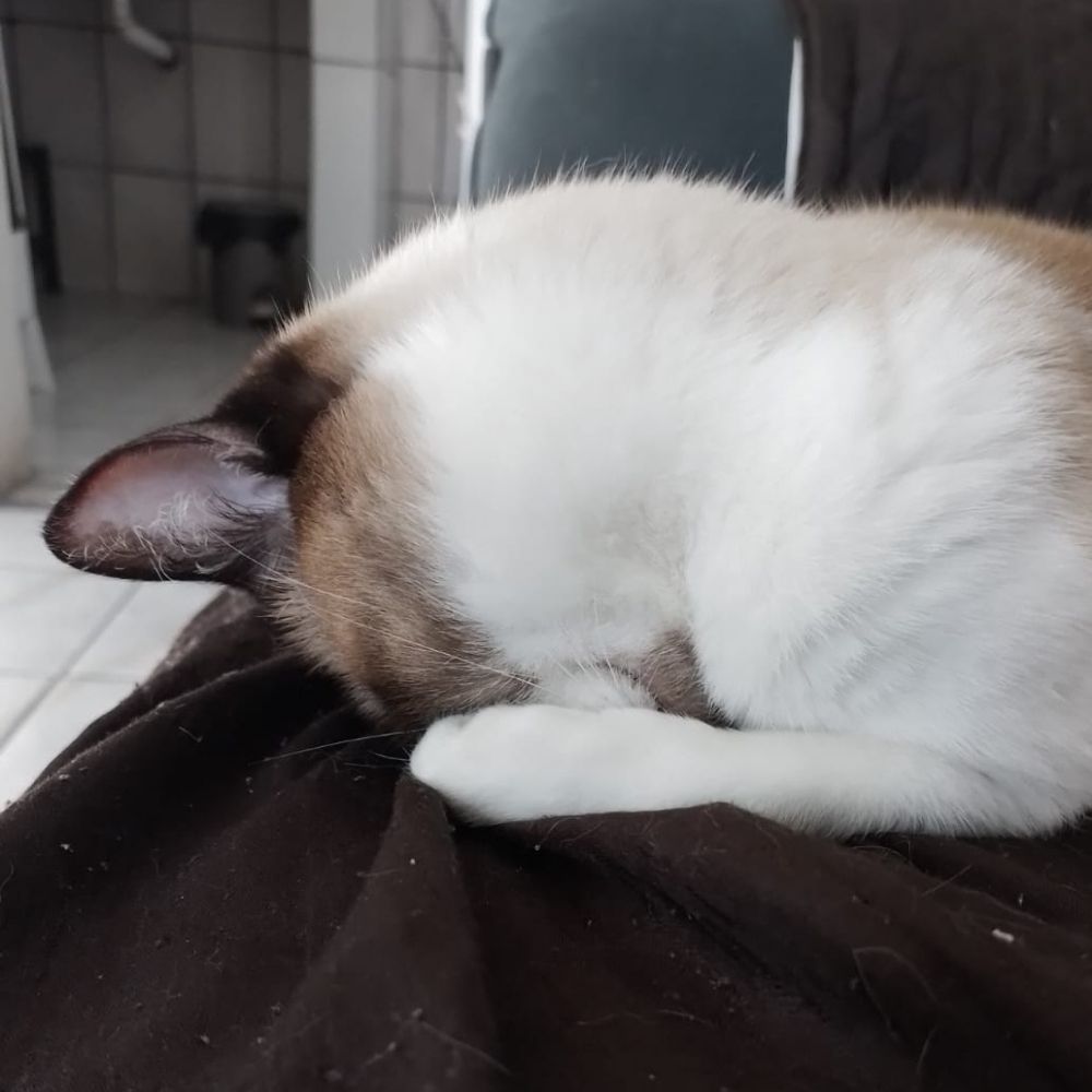 mari