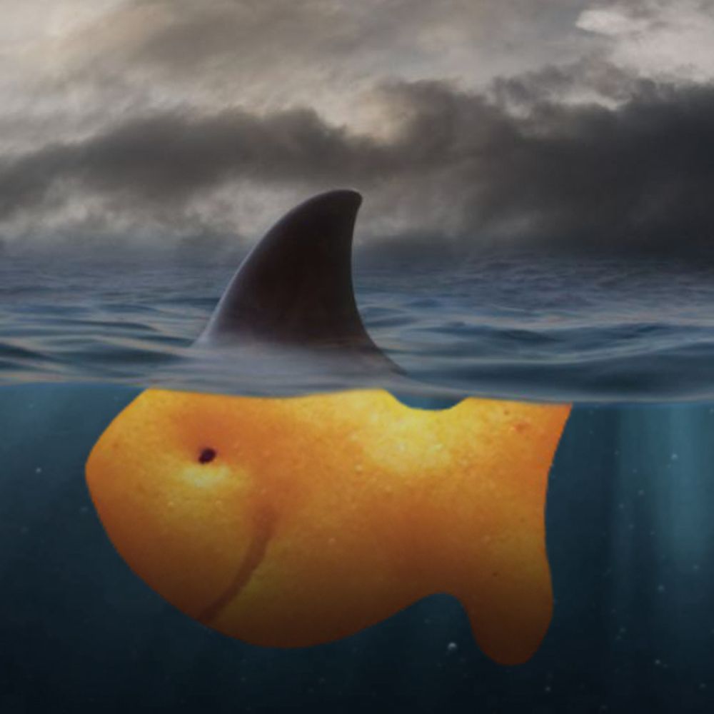 Bigphish_Edits