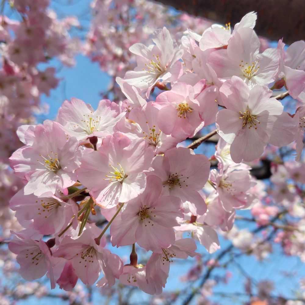 ひき桜in横浜