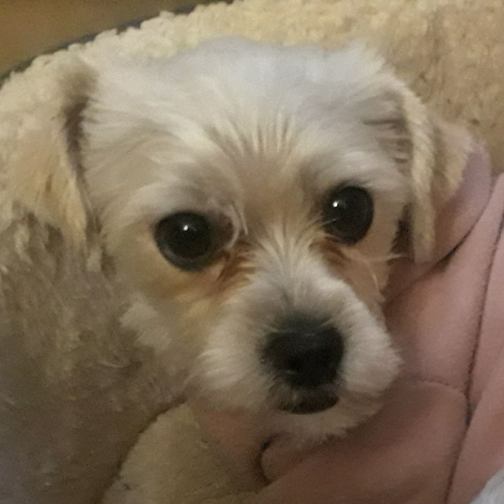 Harley Bear