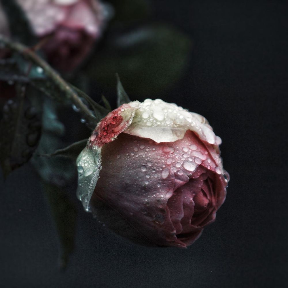 芙揺