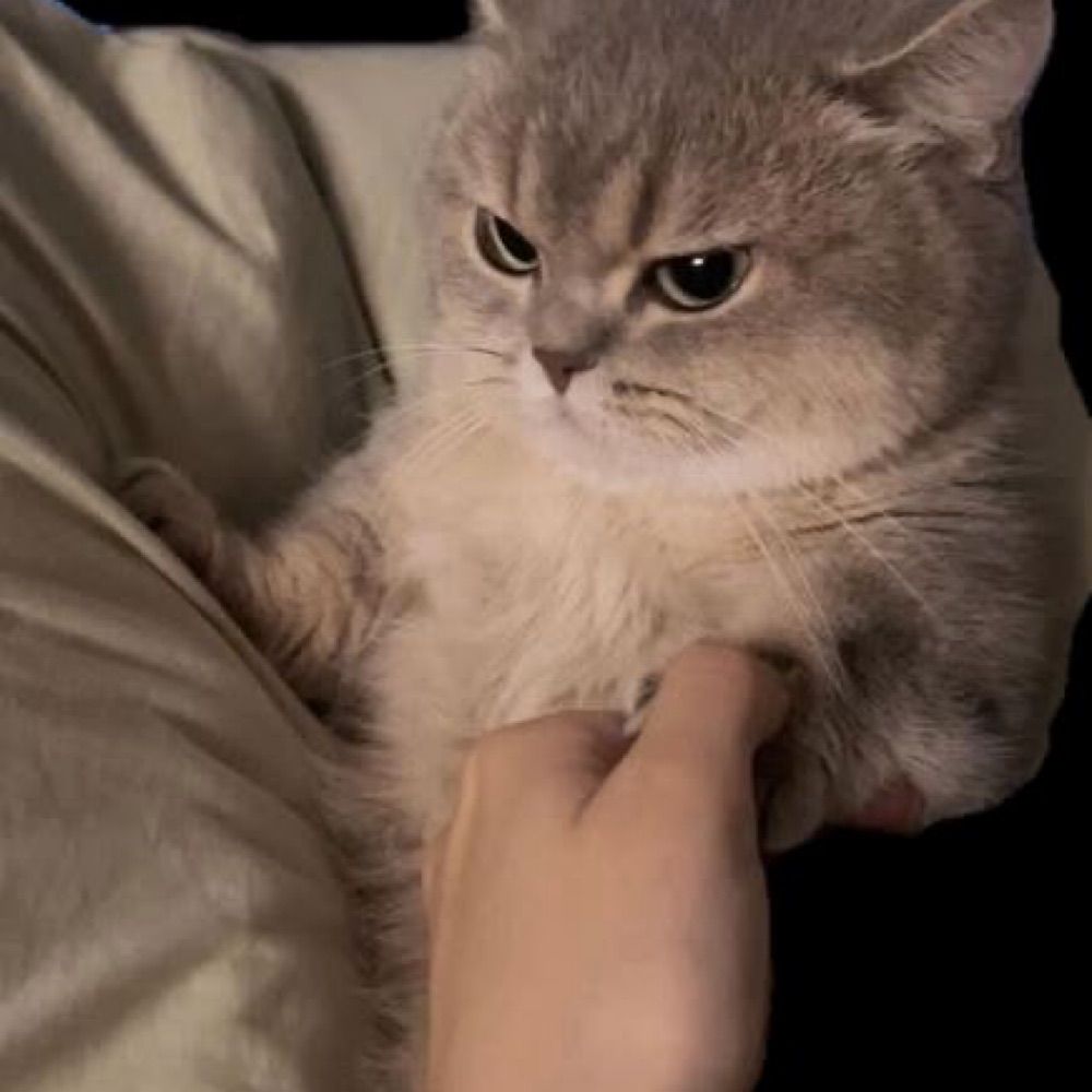 𝑺𝒂𝒚'𝒎𝒆𝒐𝒘 εїз 🐈