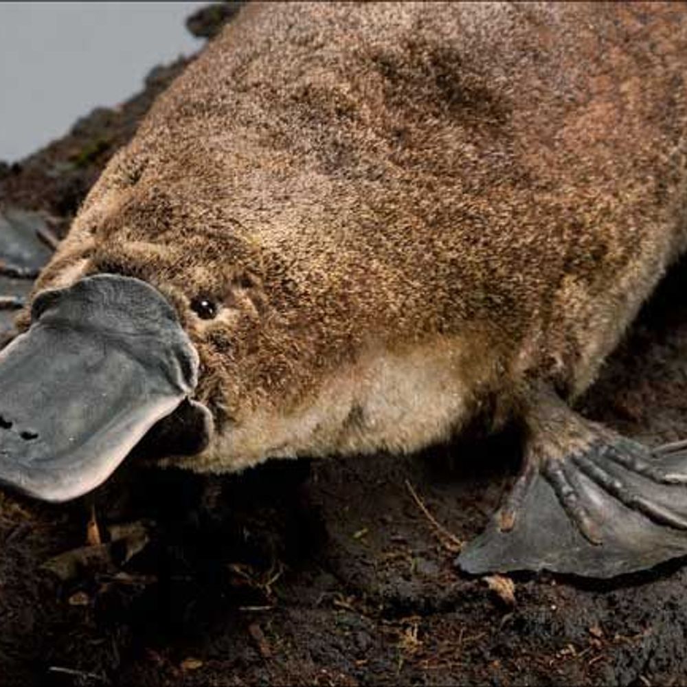 Ularl Platypus